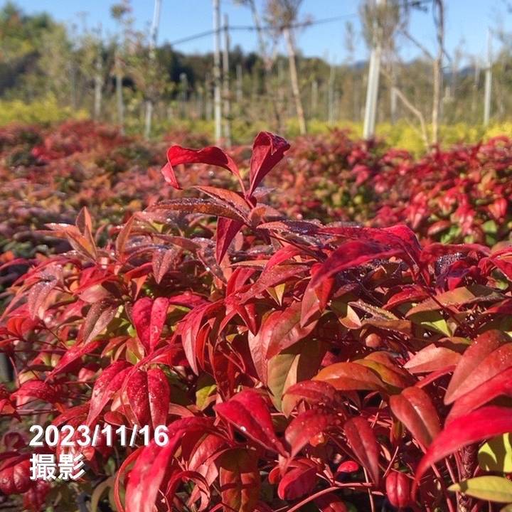 【Legumes】オタフクナンテン　24本 お多福南天（オタフクナンテン）5POT（送料込み※） | suzukasanpo