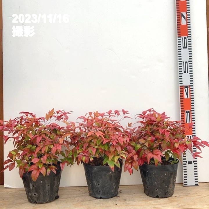 オタフクナンテン 5号×3鉢セット ※お届けに10日程度かかる場合が