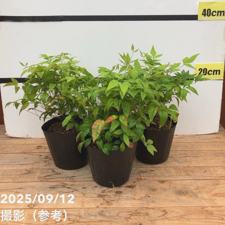 オタフクナンテン 5号×3鉢セット ※お届けに10日程度かかる場合がござい