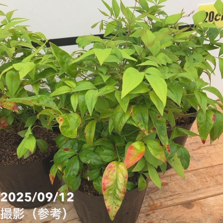 オタフクナンテン 5号×3鉢セット ※お届けに10日程度かかる場合がござい