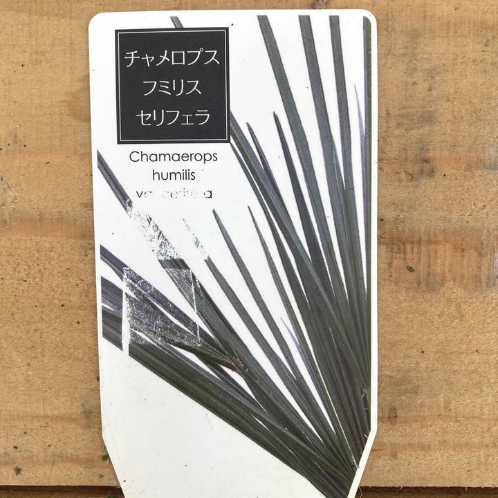 【kou】【現品】チャメロプス・フミリス　7号　黒鉢 (2) kou】【現品】チャメロプス・フミリス 7号 黒鉢 (2) 現品