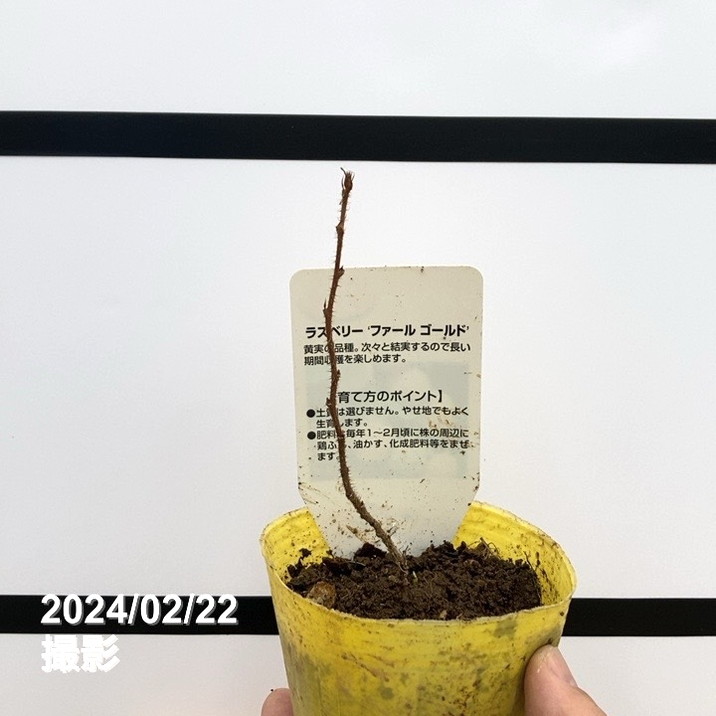 果樹苗 3本セット 約90cm ラベル付き　ドット なつめ苗木 果樹苗 鉢植え 樹高約90cm 育成中｜Yahoo!フリマ（旧PayPay