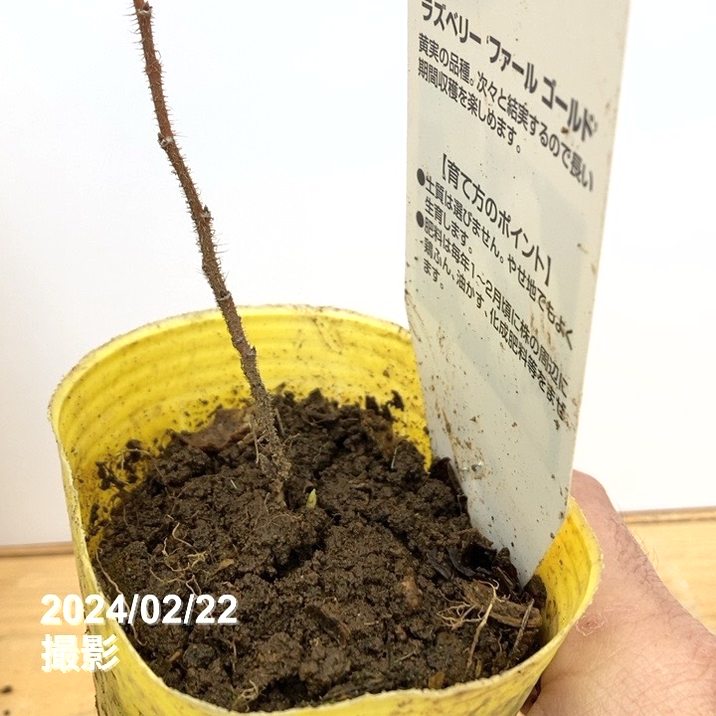 決算P5倍！10%OFF！8/2まで】ラズベリー ファールゴールド 3号×2鉢