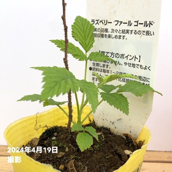 ラズベリー ファールゴールド 3号×2鉢セット｜果樹10-TU | 果樹