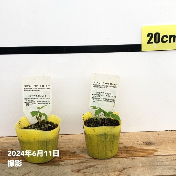 ラズベリー ファールゴールド 3号×2鉢セット｜果樹10-TU | 果樹