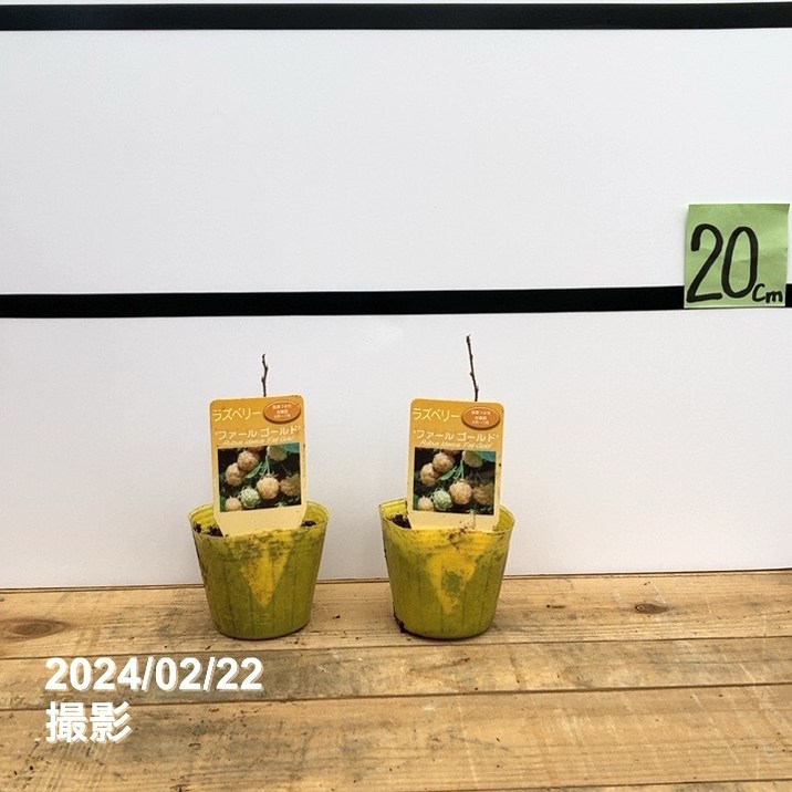 決算P5倍！10%OFF！8/2まで】ラズベリー ファールゴールド 3号×2鉢