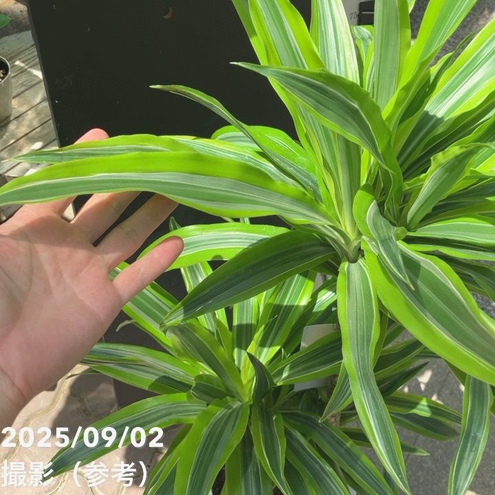 ドラセナ レモンライム8号良品❗ ドラセナ レモンライム 8号 ｜観葉04-PA | 観葉・多肉 | 赤塚植物園