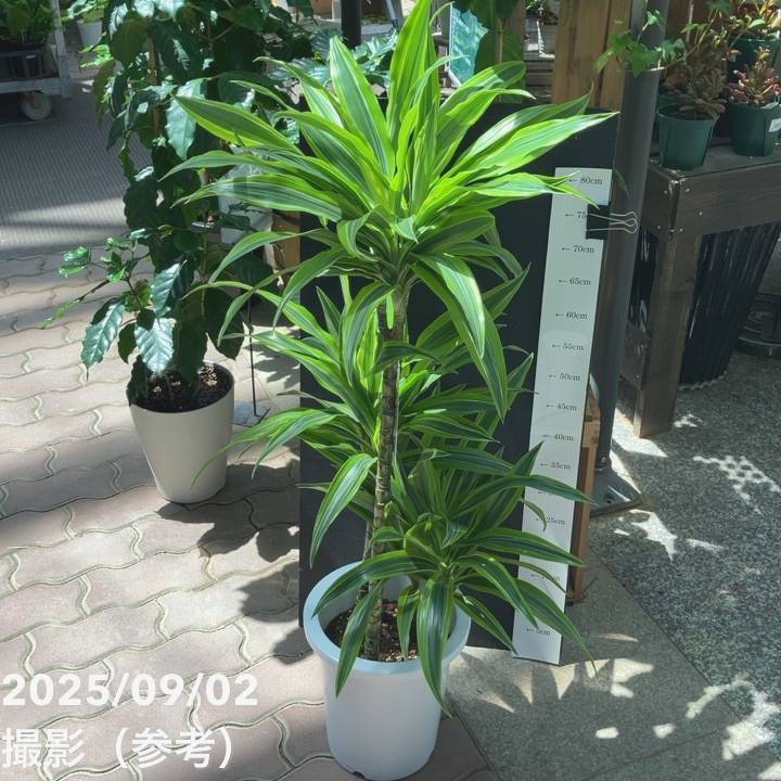 ドラセナ レモンライム8号良品❗ ドラセナ レモンライム 8号 ｜観葉04-PA | 観葉・多肉 | 赤塚植物園