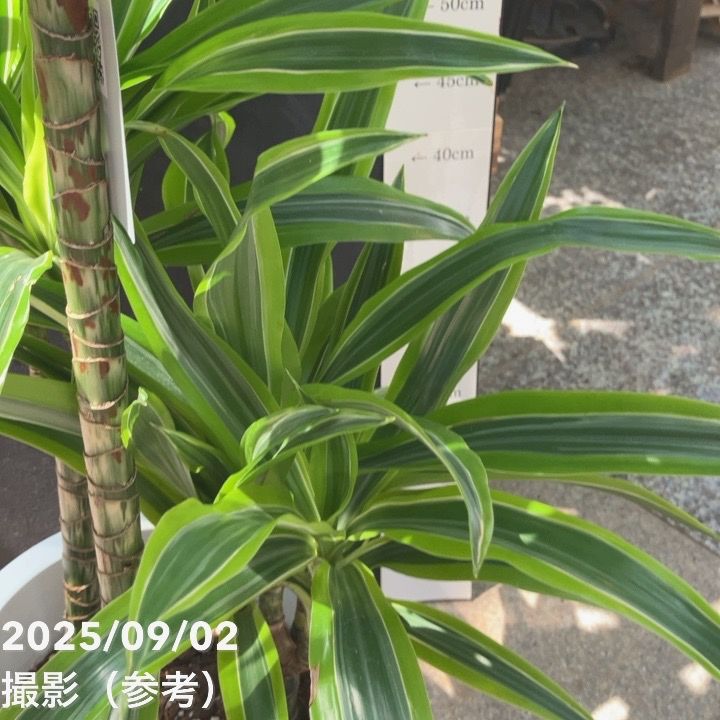 ドラセナ レモンライム 8号 ｜観葉04-PA | 観葉・多肉 | 赤塚植物園