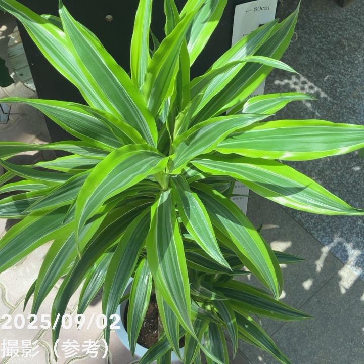 ドラセナ レモンライム8号良品❗ ドラセナ レモンライム 8号 ｜観葉04-PA | 観葉・多肉 | 赤塚植物園