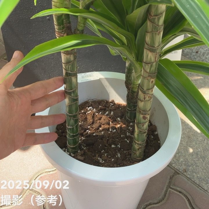 ドラセナ レモンライム 8号 ｜観葉04-PA | 観葉・多肉 | 赤塚植物園