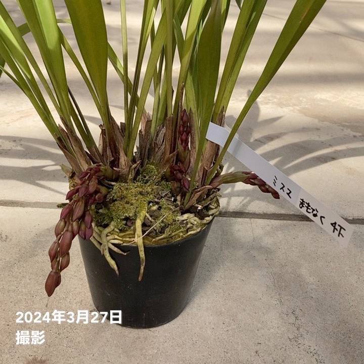 まもなく開花 花芽4個以上＞ミスマフェット 4号｜ミツバチ蘭｜洋蘭10