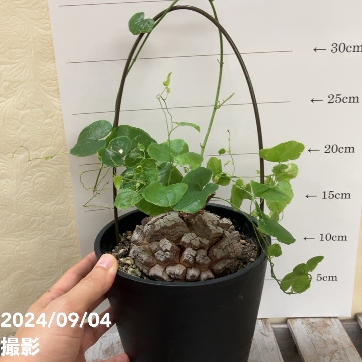 現品お届け】亀甲竜 キッコウリュウ ディオスコレア エレファンティ