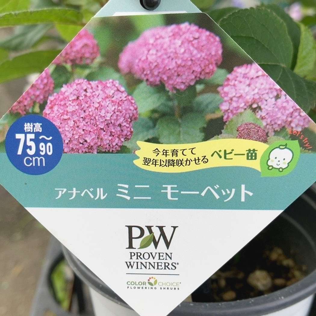 PW アナベル ミニモーベット 3.5号 PVP｜花木04-PA | 花木・庭木