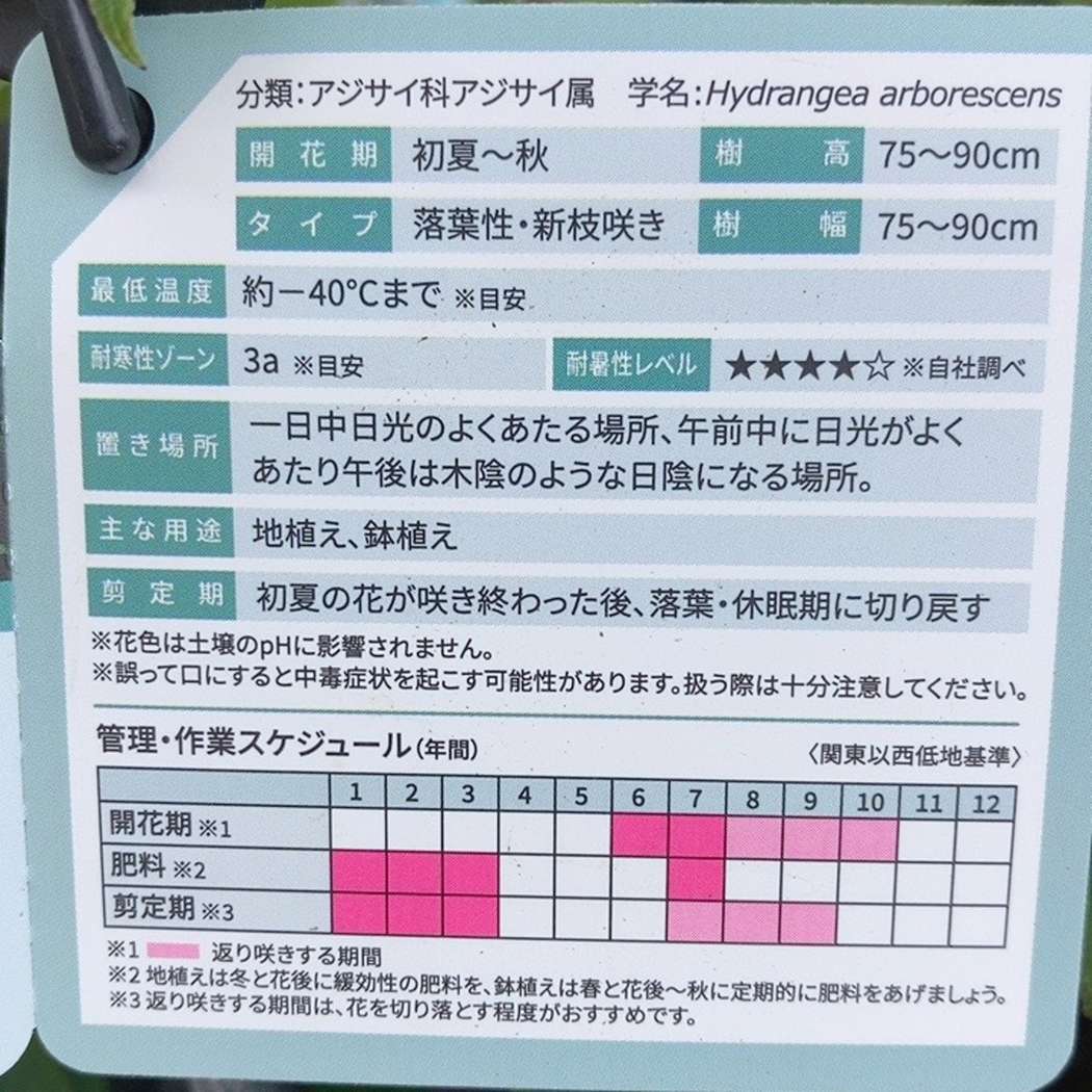 PW アナベル ミニモーベット 3.5号 PVP｜花木04-PA | 花木・庭木