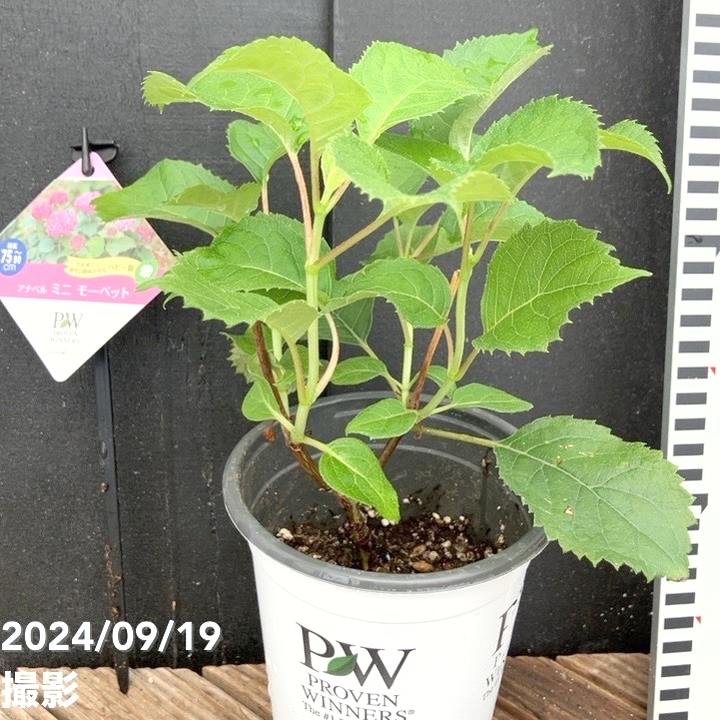 アナベル バブルヘッド 新品 PW アナベル ミニモーベット 3.5号 PVP｜花木04-PA | 花木・庭木