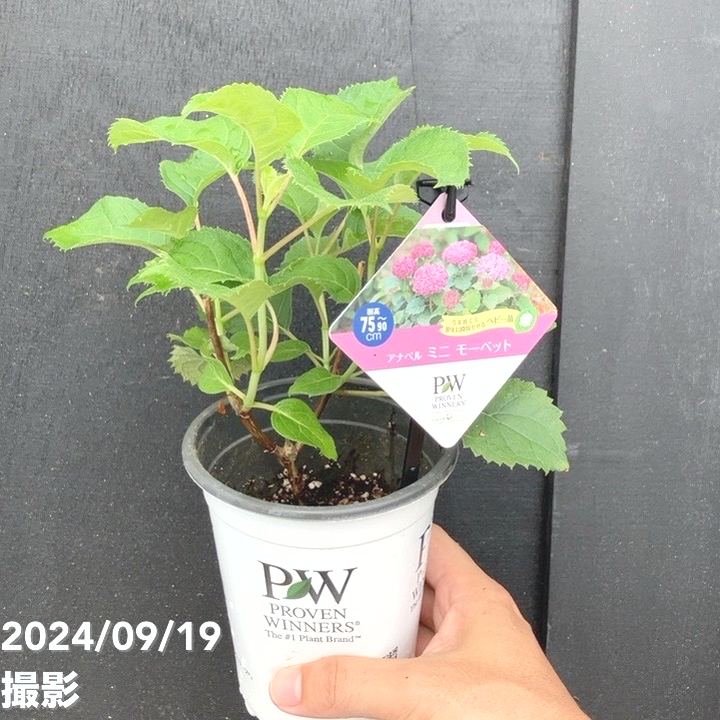 PW アナベル ミニモーベット 3.5号 PVP｜花木04-PA | 花木・庭木