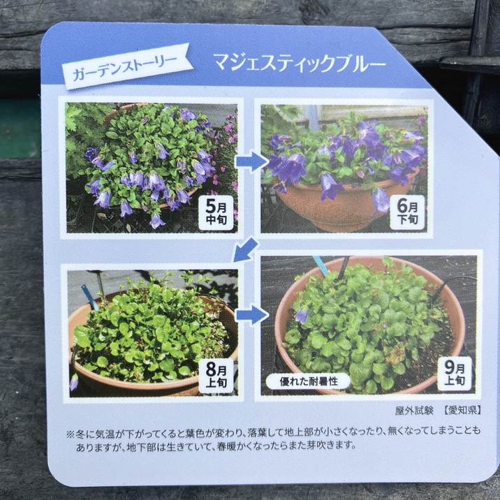 PW カンパニュラ マジェスティックブルー 11cmロングポット×2鉢セット|草花04-PA