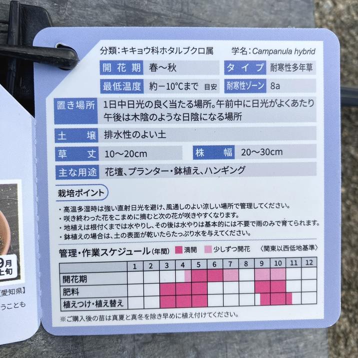 PW カンパニュラ マジェスティックブルー 11cmロングポット×2鉢セット|草花04-PA