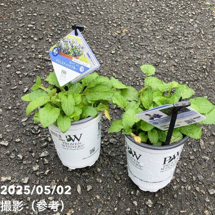 PW カンパニュラ マジェスティックブルー 11cmロングポット×2鉢セット