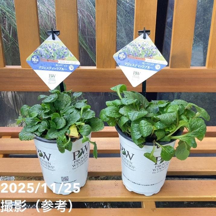 PW カンパニュラ マジェスティックブルー 11cmロングポット×2鉢セット