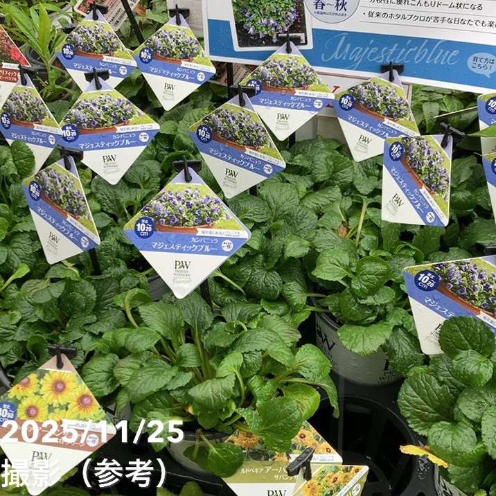 PW カンパニュラ マジェスティックブルー 11cmロングポット×2鉢セット