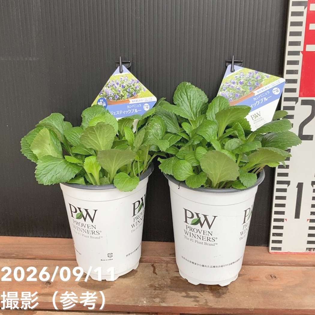 PW カンパニュラ マジェスティックブルー 11cmロングポット×2鉢セット|草花04-PA