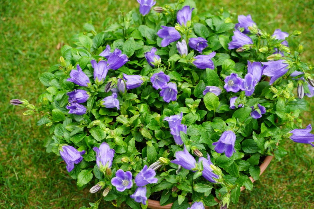 PW カンパニュラ マジェスティックブルー 11cmロングポット×2鉢セット