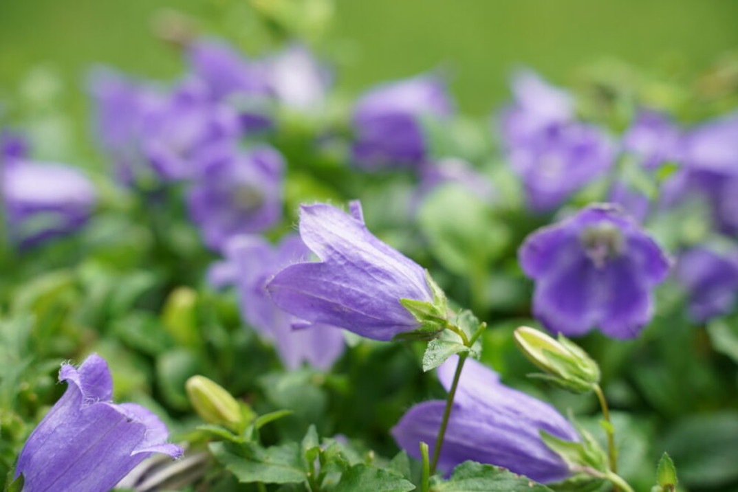 PW カンパニュラ マジェスティックブルー 11cmロングポット×2鉢セット