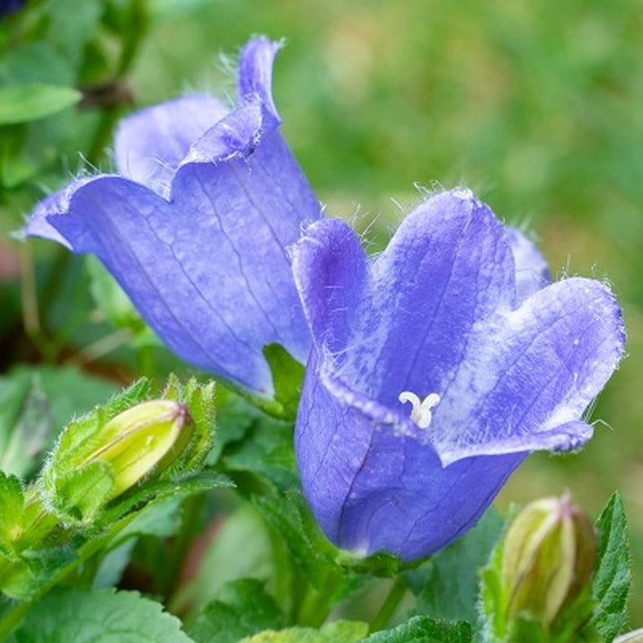 PW カンパニュラ マジェスティックブルー 11cmロングポット×2鉢セット