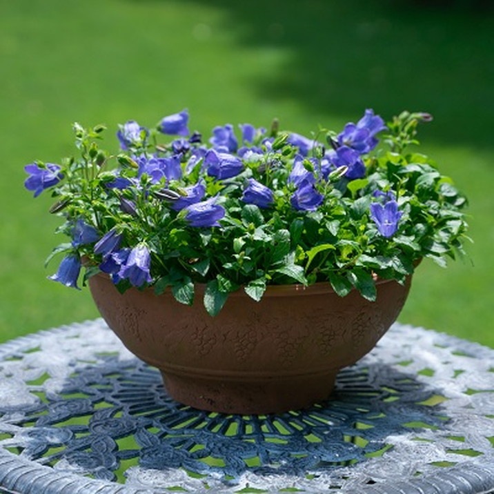 PW カンパニュラ マジェスティックブルー 11cmロングポット×2鉢セット