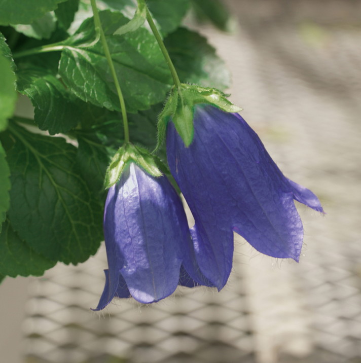 PW カンパニュラ マジェスティックブルー 11cmロングポット×2鉢セット