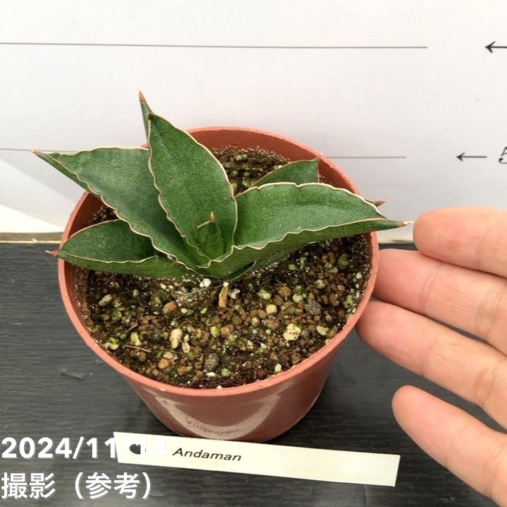 期間限定10％OFF！】サンスベリア 3.5号 アンダマン Andaman（子株