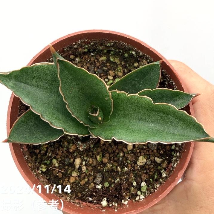 アンダマン 子株