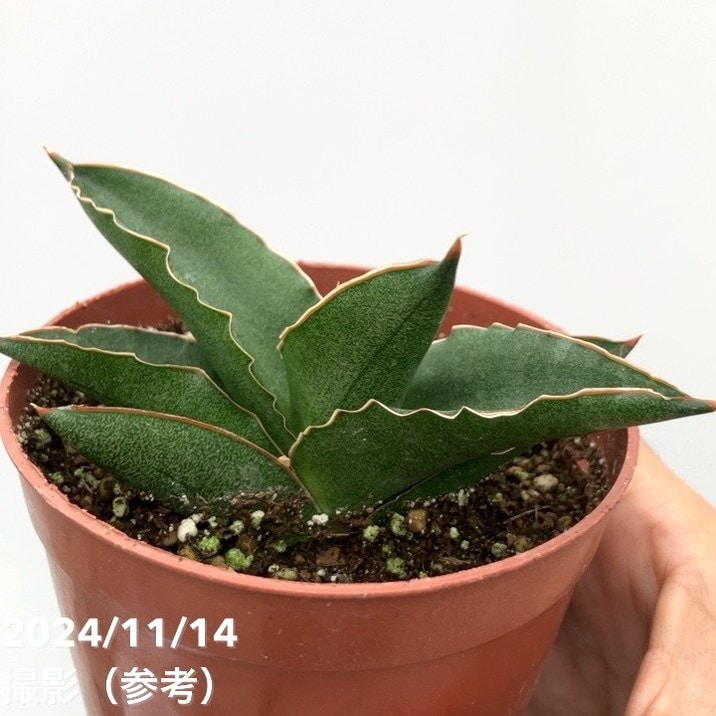 サンスベリア 3.5号 アンダマン Andaman（子株）｜観葉02-D2 | 観葉