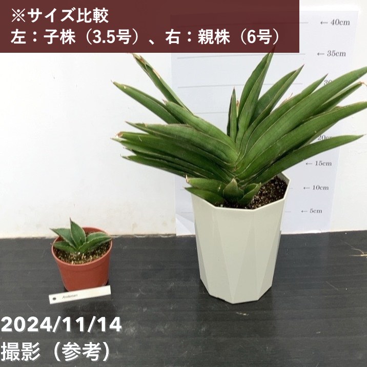 サンスベリア 3.5号 アンダマン Andaman（子株）｜観葉02-D2 | 観葉