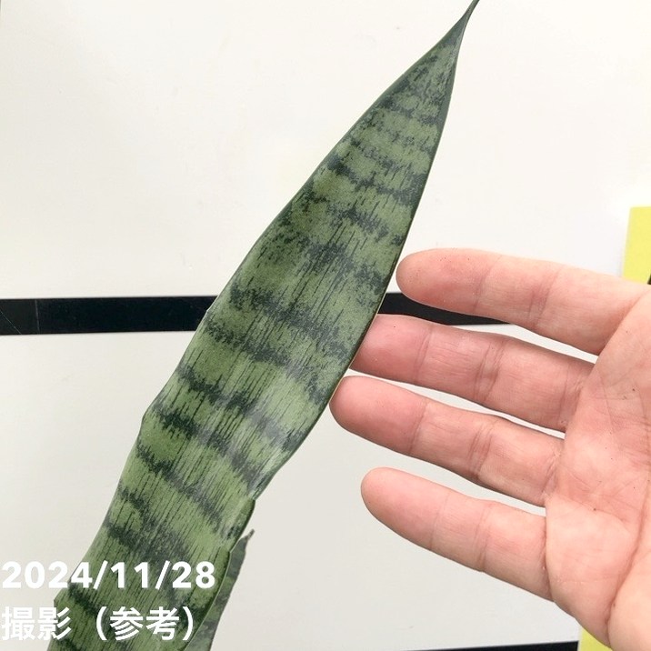 サンバリア New 2025 Chaparral 307 SSX, 74331 Monkey Island - Boat Trader