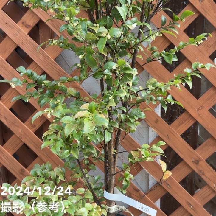 激レア！現品お届け】椿 ツバキ 6号 細葉連芯茶（2）［こだわりの前田