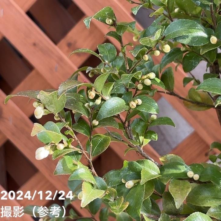 激レア！現品お届け】椿 ツバキ 6号 細葉連芯茶（2）［こだわりの前田