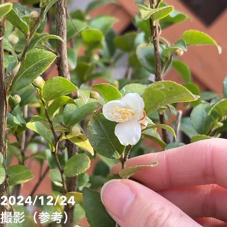 激レア！現品お届け】椿 ツバキ 6号 細葉連芯茶（2）［こだわりの前田