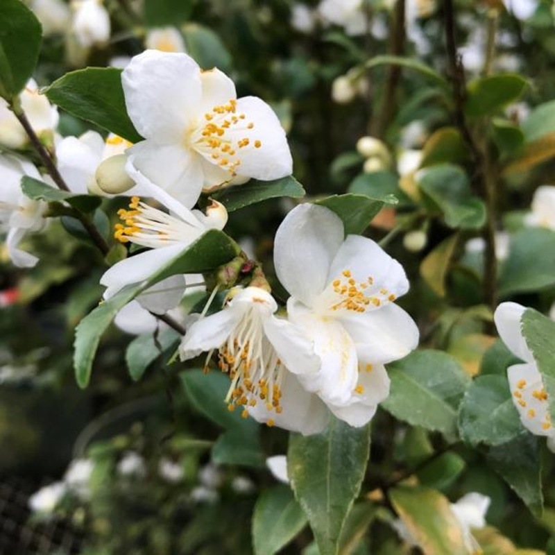 激レア！現品お届け】椿 ツバキ 6号 細葉連芯茶（2）［こだわりの前田