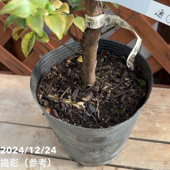 激レア！現品お届け】椿 ツバキ 6号 細葉連芯茶（2）［こだわりの前田