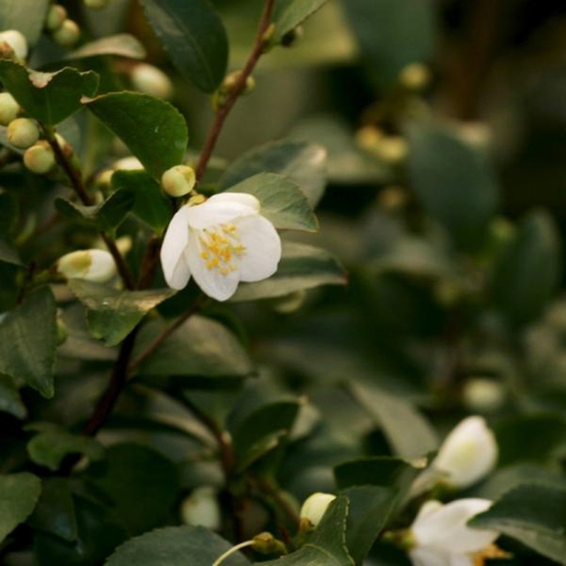 激レア！現品お届け】椿 ツバキ 6号 細葉連芯茶（2）［こだわりの前田