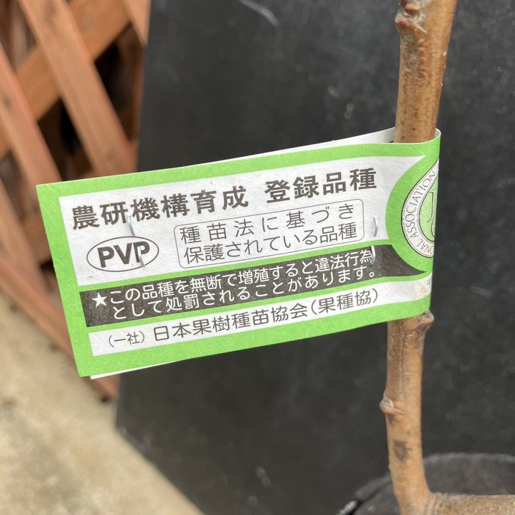 桃 ひなのたき 4号ロングポット PVP｜果樹04-PA | 果樹,モモ | 赤塚