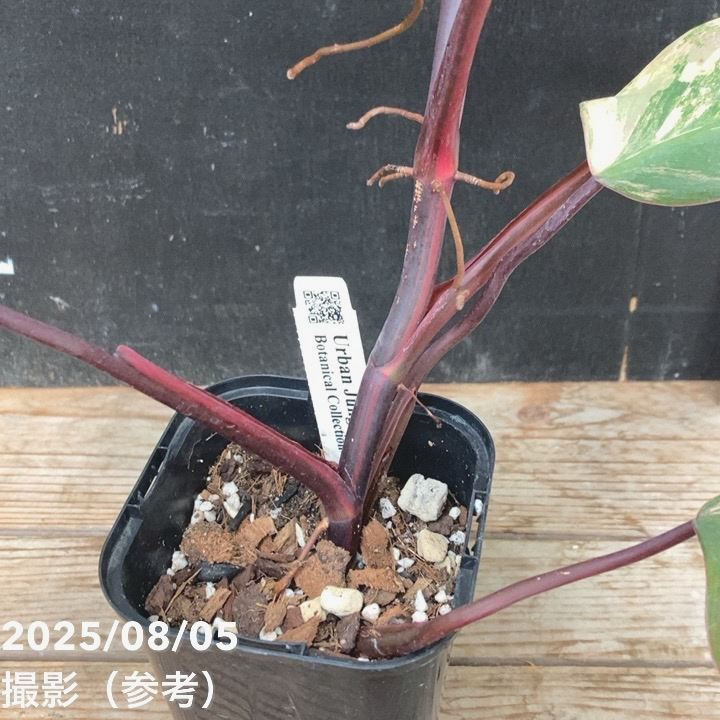 ストロベリーシェイク ストロベリーシェイク (ヤングジャンプコミックス) | 林家 志弦