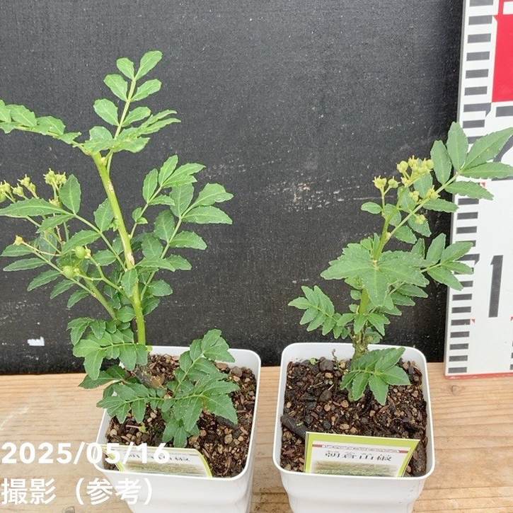 朝倉山椒 3.5号×2鉢セット｜果樹04-PA | 果樹,[珍しい果樹