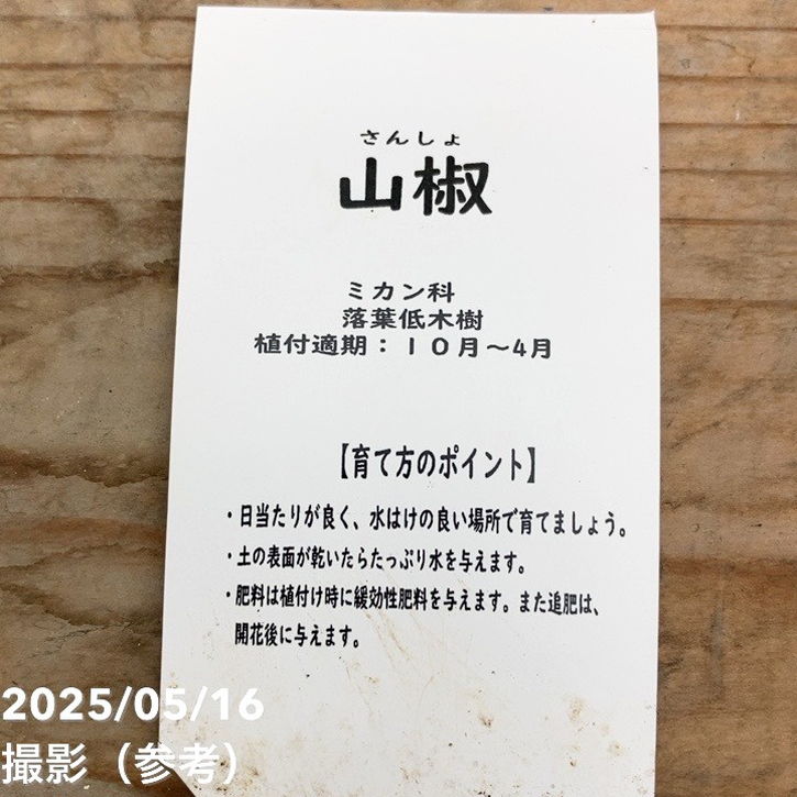 朝倉山椒 3.5号×2鉢セット｜果樹04-PA | 果樹,[珍しい果樹] | 赤塚