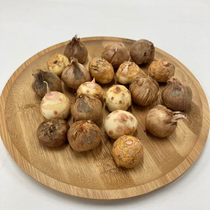 秋咲き球根 サフラン サティーウス 20球入り｜球根10-TU | タネ・球根