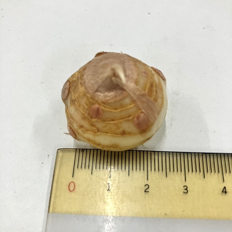 秋咲き球根 サフラン サティーウス 20球入り｜球根10-TU | タネ・球根