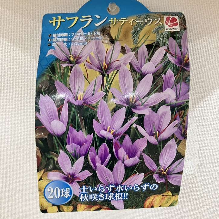 秋咲き球根 サフラン サティーウス 20球入り｜球根10-TU | タネ・球根